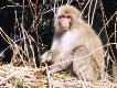 A Japanese monkey in Akadani