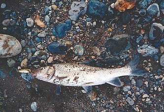 trash fish photo.5