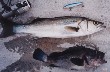 a picture of seabass I fished