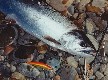 The last Masu Salmon in 2001