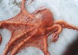 My friend Daiku fished a big octopus. It weighed about 16 pounds. Octopus fishing is popular in Niigata in this season. 