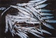 A picture of barracudas and horse mackerels I fished.