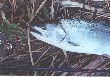 A picture of Masu Salmon I fished.