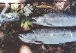A picture of Masu Salmon I fished.