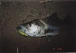 A picture of a seabass of 71 cm in length and 2.2 Kg in weight.