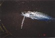 A picture  of Spanish mackerel.