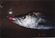A picture of a seabass of 75 cm in length and 2.2 Kg in weight.
