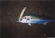 A picture of Spanish mackerel.