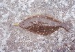 A picture of flat fish I fished.