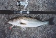 A picture of seabass I fished.